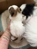 Blaze, a male Pomeranian for sale in Newark, NJ – 5 of 5