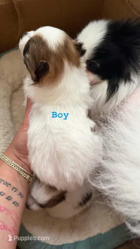 Blaze – Pomeranian puppy for sale in Newark, NJ