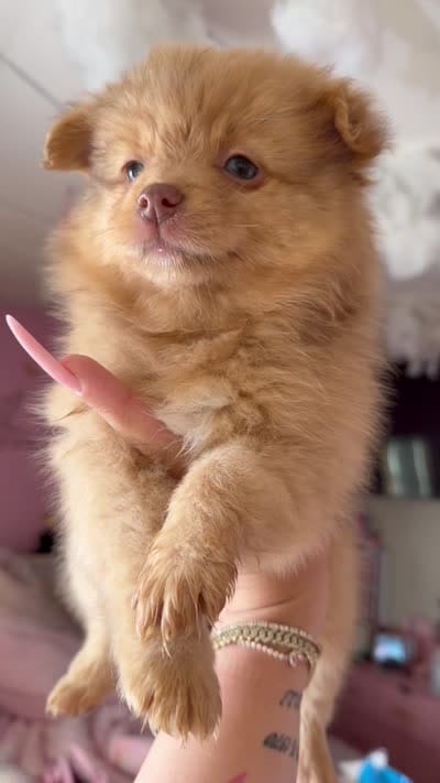 Hazel, a female Pomeranian for sale in Newark, NJ – 4 of 4