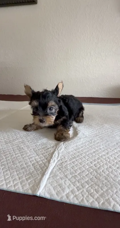 Yorkie  – Yorkshire Terrier puppy for sale in Riverside, CA