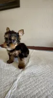 Yorkie , a female Yorkshire Terrier for sale in Riverside, CA – 1 of 3