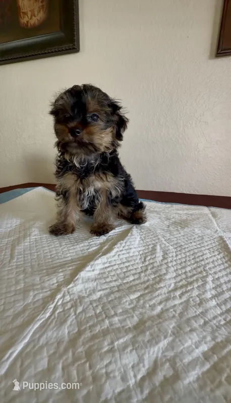 Yorkie  – Yorkshire Terrier puppy for sale in Riverside, CA