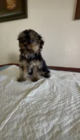 Yorkie , a male Yorkshire Terrier for sale in Riverside, CA – 1 of 1