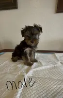 Yorkie Male , a male Yorkshire Terrier for sale in Riverside, CA – 1 of 1