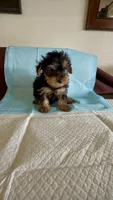 Yorkie Male , a male Yorkshire Terrier for sale in Riverside, CA – 3 of 3