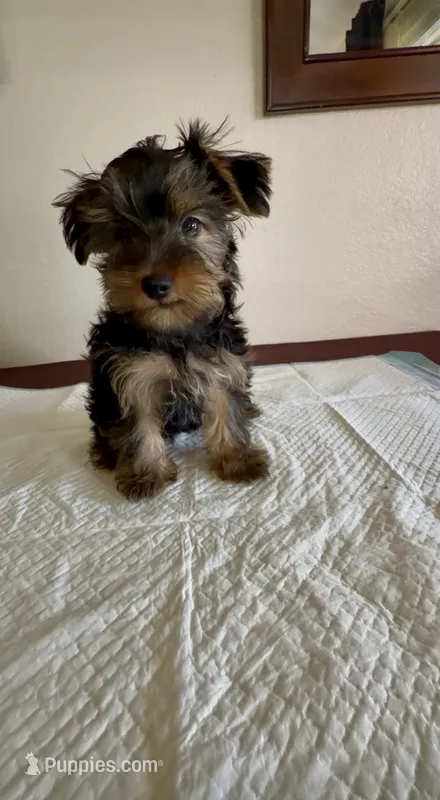 Yorkie puppy  – Yorkshire Terrier puppy for sale in Riverside, CA