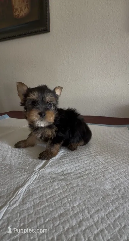 Yorkie  – Yorkshire Terrier puppy for sale in Riverside, CA