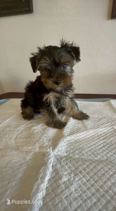 Yorkie  – Yorkshire Terrier puppy for sale in Riverside, CA