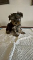 Yorkie , a male Yorkshire Terrier for sale in Riverside, CA – 1 of 2
