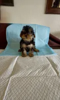 Yorkie Male , a male Yorkshire Terrier for sale in Riverside, CA – 1 of 3