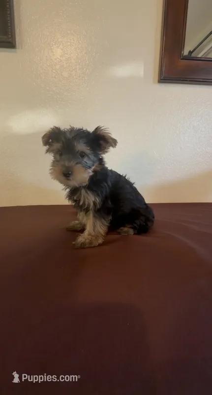 Yorkshire Terrier  – Yorkshire Terrier puppy for sale in Riverside, CA