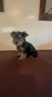 Yorkshire Terrier , a male Yorkshire Terrier for sale in Riverside, CA – 1 of 1