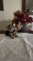 Yorkie puppy , a male Yorkshire Terrier for sale in Riverside, CA – 2 of 2