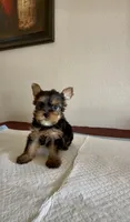 Yorkie , a male Yorkshire Terrier for sale in Riverside, CA – 2 of 2