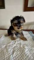 Yorkie Male , a male Yorkshire Terrier for sale in Riverside, CA – 1 of 1