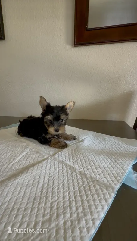 Yorkie  – Yorkshire Terrier puppy for sale in Riverside, CA
