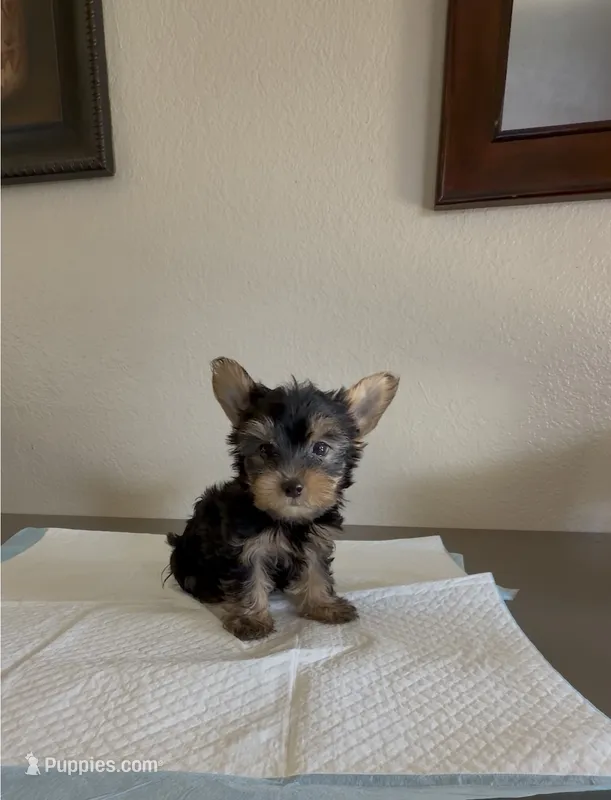 Yorkshire Terrier  – Yorkshire Terrier puppy for sale in Riverside, CA