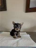 Yorkshire Terrier , a male Yorkshire Terrier for sale in Riverside, CA – 1 of 1