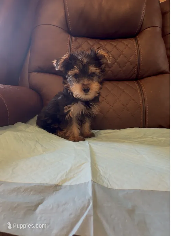 Yorkshire Terrier  – Yorkshire Terrier puppy for sale in Riverside, CA