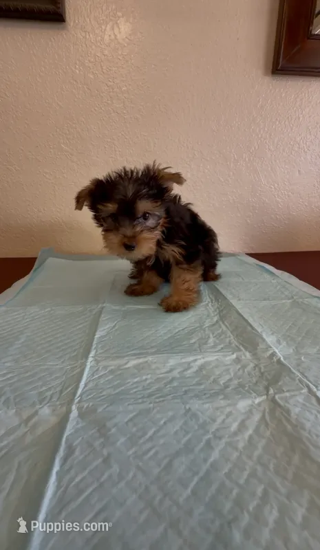 Yorkie  – Yorkshire Terrier puppy for sale in Riverside, CA
