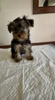 Yorkie Male , a male Yorkshire Terrier for sale in Riverside, CA – 2 of 2
