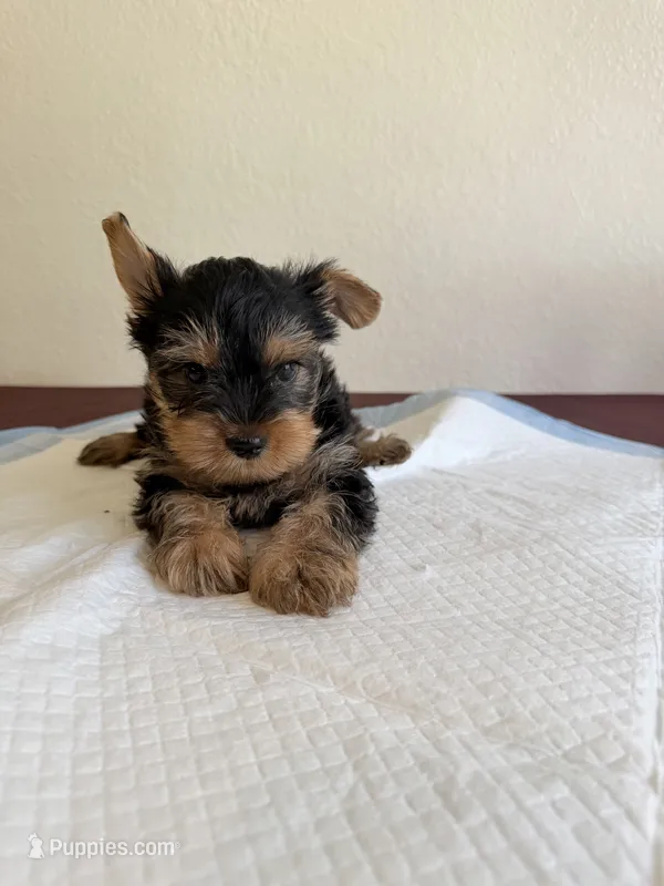 Yorkie Female  – Yorkshire Terrier puppy for sale in Riverside, CA