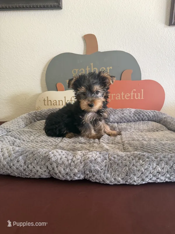Yorkshire Terrier  – Yorkshire Terrier puppy for sale in Riverside, CA