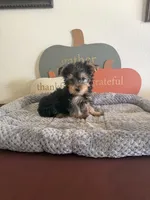 Yorkshire Terrier , a male Yorkshire Terrier for sale in Riverside, CA – 1 of 1