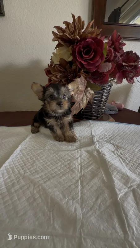 Yorkie puppy  – Yorkshire Terrier puppy for sale in Riverside, CA