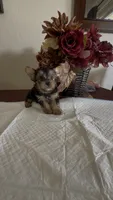 Yorkie puppy , a male Yorkshire Terrier for sale in Riverside, CA – 1 of 2