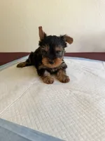 Yorkie , a female Yorkshire Terrier for sale in Riverside, CA – 1 of 2