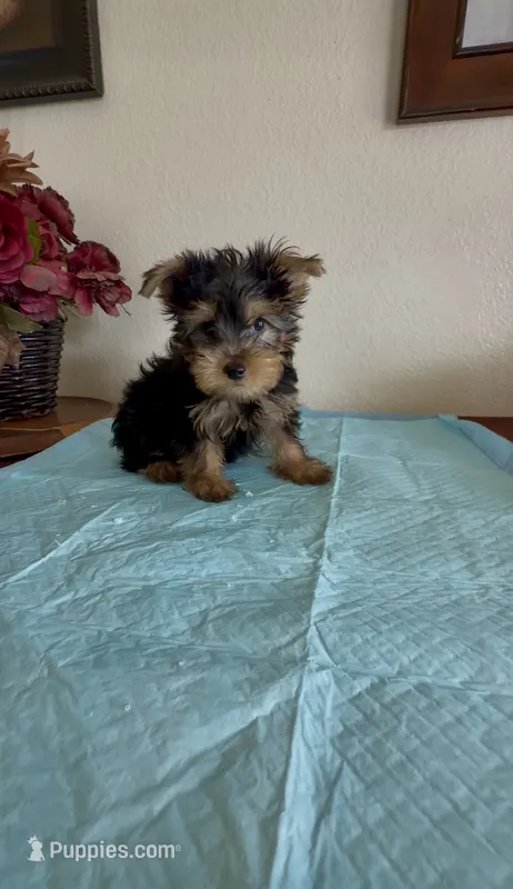 Yorkshire Terrier  – Yorkshire Terrier puppy for sale in Riverside, CA