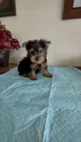 Yorkshire Terrier , a male Yorkshire Terrier for sale in Riverside, CA – 1 of 1