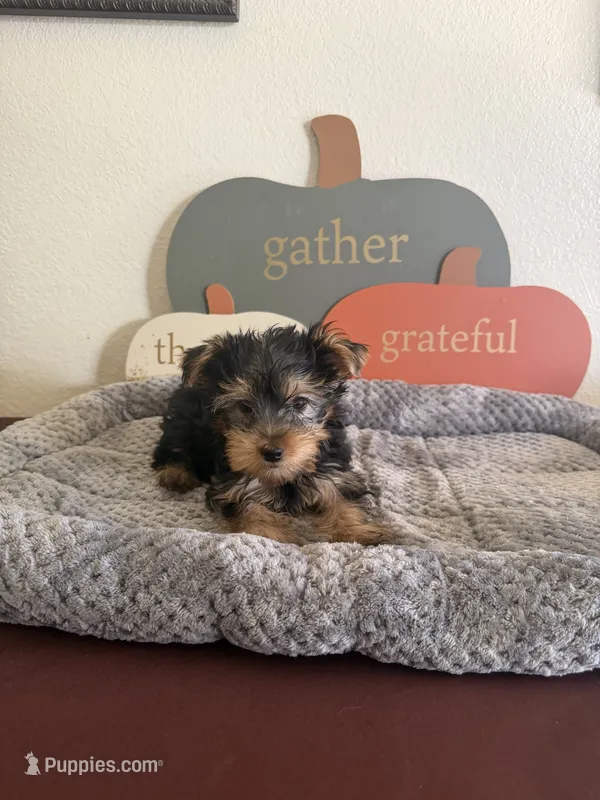 Yorkshire Terrier  – Yorkshire Terrier puppy for sale in Riverside, CA