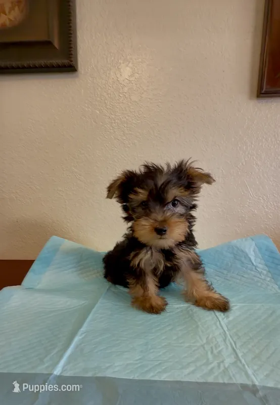 Yorkshire Terrier  – Yorkshire Terrier puppy for sale in Riverside, CA