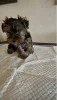 Yorkie , a male Yorkshire Terrier for sale in Riverside, CA – 2 of 2