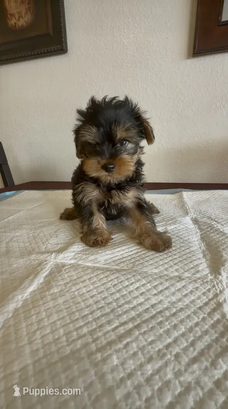Yorkie Male  – Yorkshire Terrier puppy for sale in Riverside, CA