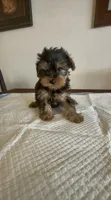 Yorkie Male , a male Yorkshire Terrier for sale in Riverside, CA – 1 of 1