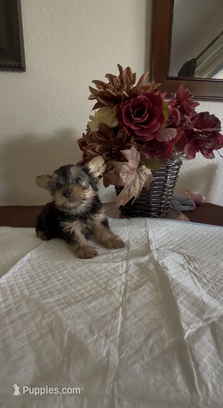 Yorkie Male  – Yorkshire Terrier puppy for sale in Riverside, CA