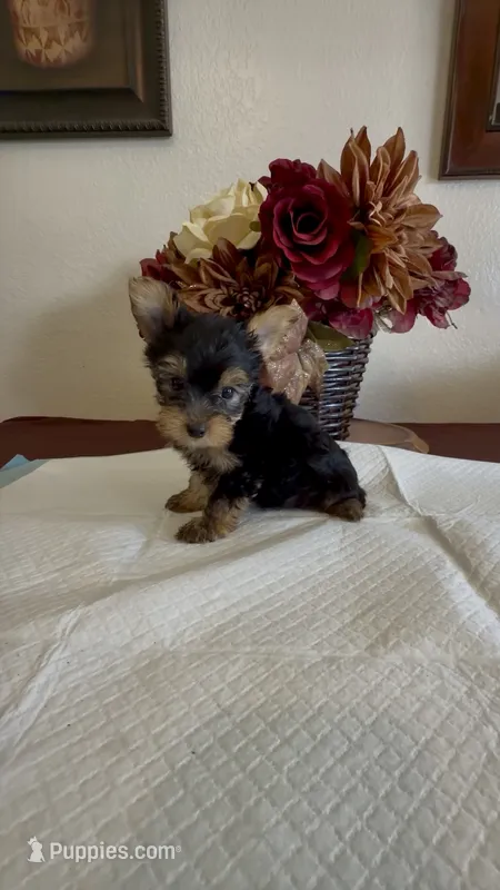 Yorkie Male  – Yorkshire Terrier puppy for sale in Riverside, CA