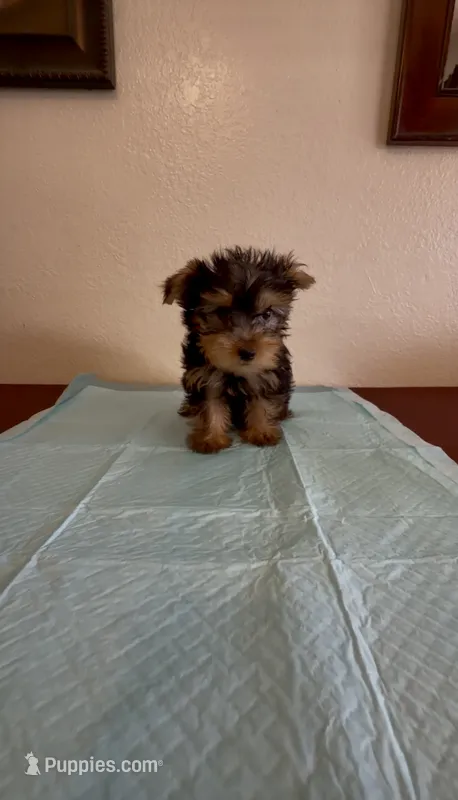 Yorkshire Terrier  – Yorkshire Terrier puppy for sale in Riverside, CA