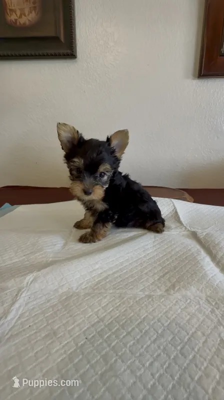 Yorkie Male  – Yorkshire Terrier puppy for sale in Riverside, CA
