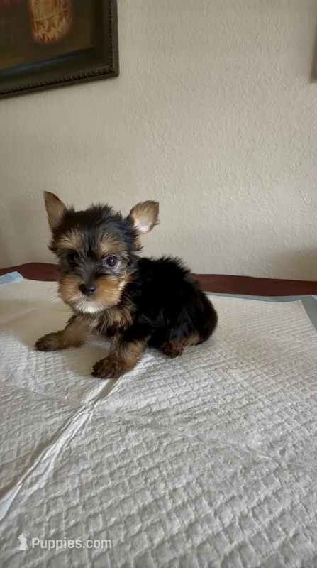 Yorkie  – Yorkshire Terrier puppy for sale in Riverside, CA