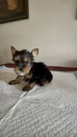 Yorkie , a male Yorkshire Terrier for sale in Riverside, CA – 1 of 2