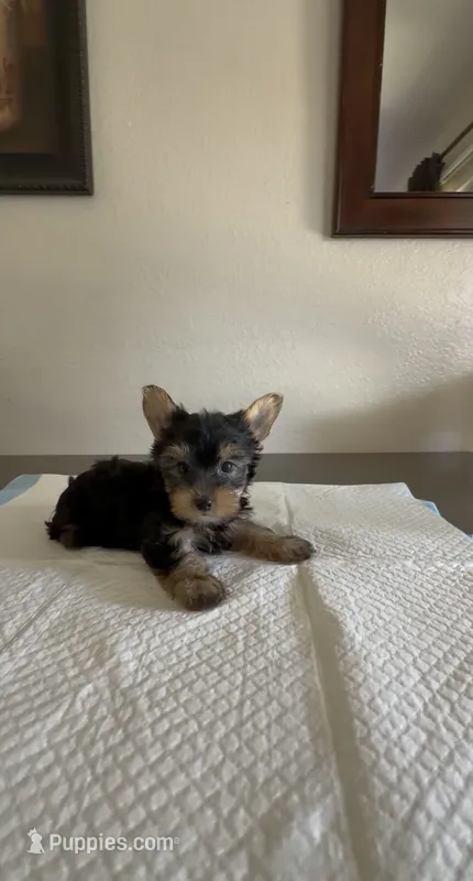 Yorkie  – Yorkshire Terrier puppy for sale in Riverside, CA