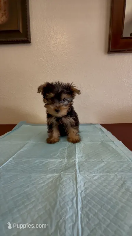 Yorkshire Terrier  – Yorkshire Terrier puppy for sale in Riverside, CA