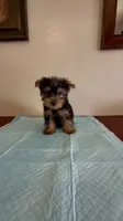 Yorkshire Terrier , a male Yorkshire Terrier for sale in Riverside, CA – 1 of 1