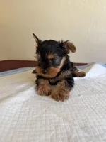Yorkie , a female Yorkshire Terrier for sale in Riverside, CA – 2 of 2