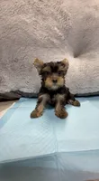 Yorkshire Terrier , a male Yorkshire Terrier for sale in Riverside, CA – 1 of 1