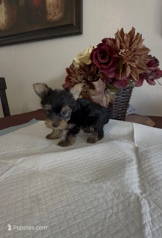 Yorkie – Yorkshire Terrier puppy for sale in Riverside, CA